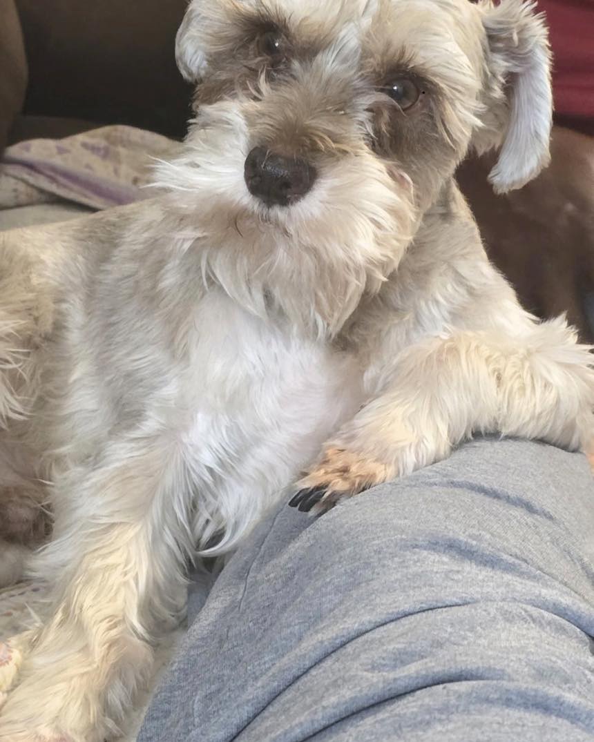 Custom Pet Portrait Embroidered Sweatshirt