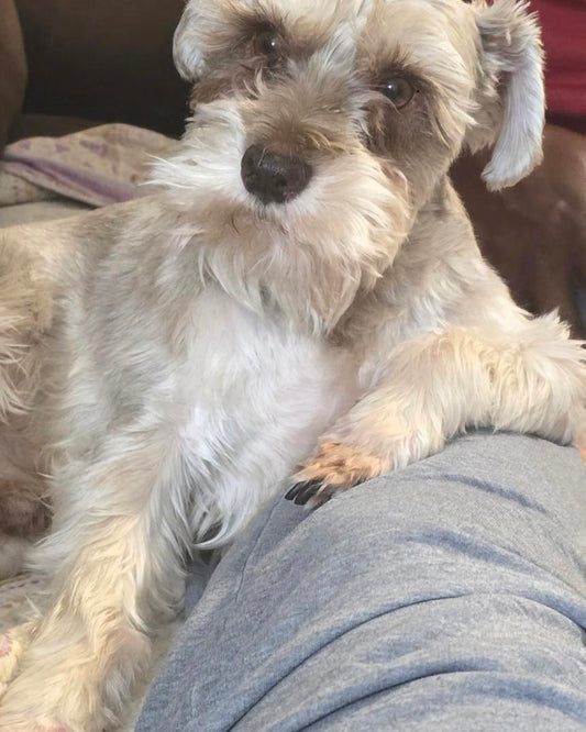 Custom Pet Portrait Embroidered Sweatshirt